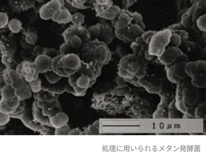 処理に用いられるメタン発酵菌